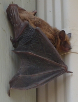 Kent County, grand rapids bat removal